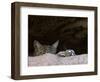 Two American Bobcats Peering over Rock in Cave. Arizona, USA-Philippe Clement-Framed Photographic Print