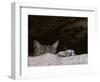 Two American Bobcats Peering over Rock in Cave. Arizona, USA-Philippe Clement-Framed Photographic Print