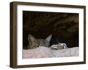 Two American Bobcats Peering over Rock in Cave. Arizona, USA-Philippe Clement-Framed Photographic Print