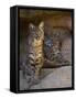 Two American Bobcats Resting in Cave. Arizona, USA-Philippe Clement-Framed Stretched Canvas