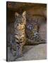 Two American Bobcats Resting in Cave. Arizona, USA-Philippe Clement-Stretched Canvas