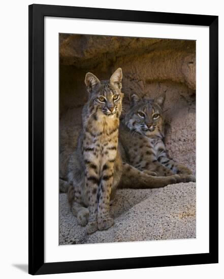 Two American Bobcats Resting in Cave. Arizona, USA-Philippe Clement-Framed Premium Photographic Print