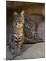 Two American Bobcats Resting in Cave. Arizona, USA-Philippe Clement-Mounted Premium Photographic Print