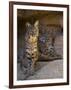 Two American Bobcats Resting in Cave. Arizona, USA-Philippe Clement-Framed Premium Photographic Print