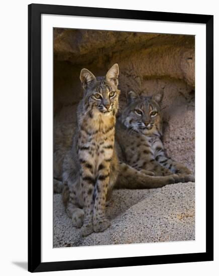 Two American Bobcats Resting in Cave. Arizona, USA-Philippe Clement-Framed Premium Photographic Print