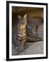 Two American Bobcats Resting in Cave. Arizona, USA-Philippe Clement-Framed Premium Photographic Print