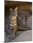 Two American Bobcats Resting in Cave. Arizona, USA-Philippe Clement-Mounted Premium Photographic Print