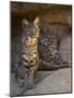 Two American Bobcats Resting in Cave. Arizona, USA-Philippe Clement-Mounted Photographic Print