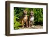 Two American Staffordshire Sitting on Garden Path-Zandria Muench Beraldo-Framed Photographic Print