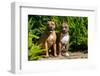 Two American Staffordshire Sitting on Garden Path-Zandria Muench Beraldo-Framed Photographic Print