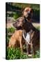 Two American Staffordshire-Zandria Muench Beraldo-Stretched Canvas