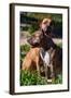 Two American Staffordshire-Zandria Muench Beraldo-Framed Photographic Print