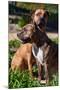 Two American Staffordshire-Zandria Muench Beraldo-Mounted Photographic Print