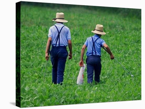 Two Amish Boys Walk with Their Golf Clubs Through a Field of Soy Beans-null-Stretched Canvas