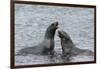 Two Antarctic fur seals (Arctocephalus gazella) fighting, Deception Island, Antarctica, Polar Regio-Sergio Pitamitz-Framed Photographic Print