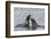 Two Antarctic fur seals (Arctocephalus gazella) fighting, Deception Island, Antarctica, Polar Regio-Sergio Pitamitz-Framed Photographic Print