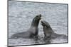 Two Antarctic fur seals (Arctocephalus gazella) fighting, Deception Island, Antarctica, Polar Regio-Sergio Pitamitz-Mounted Photographic Print