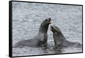 Two Antarctic fur seals (Arctocephalus gazella) fighting, Deception Island, Antarctica, Polar Regio-Sergio Pitamitz-Framed Stretched Canvas