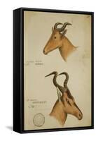 Two Antelope, C.1860-John Hanning Speke-Framed Stretched Canvas