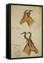 Two Antelope, C.1860-John Hanning Speke-Framed Stretched Canvas