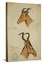 Two Antelope, C.1860-John Hanning Speke-Stretched Canvas
