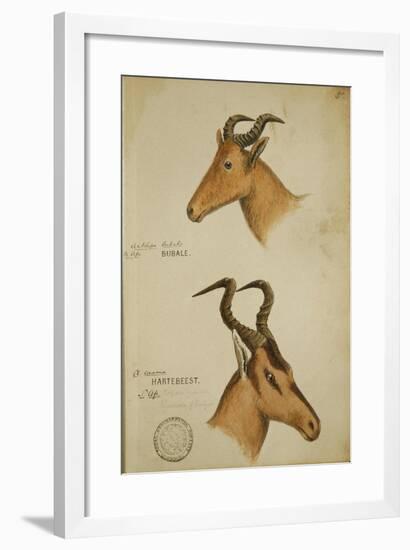 Two Antelope, C.1860-John Hanning Speke-Framed Giclee Print