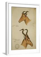 Two Antelope, C.1860-John Hanning Speke-Framed Giclee Print