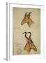 Two Antelope, C.1860-John Hanning Speke-Framed Giclee Print