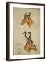 Two Antelope, C.1860-John Hanning Speke-Framed Giclee Print