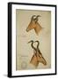 Two Antelope, C.1860-John Hanning Speke-Framed Giclee Print