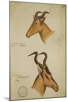 Two Antelope, C.1860-John Hanning Speke-Mounted Giclee Print