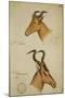 Two Antelope, C.1860-John Hanning Speke-Mounted Giclee Print