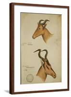 Two Antelope, C.1860-John Hanning Speke-Framed Giclee Print