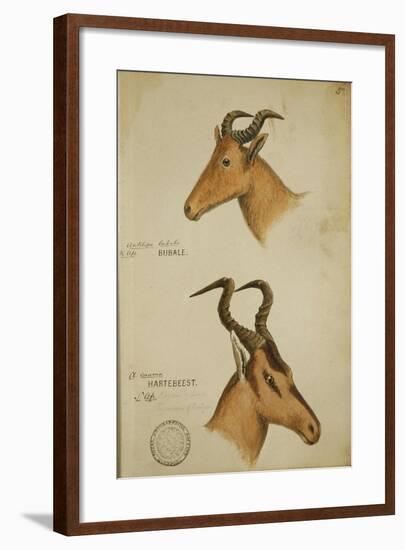 Two Antelope, C.1860-John Hanning Speke-Framed Giclee Print