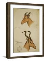 Two Antelope, C.1860-John Hanning Speke-Framed Giclee Print