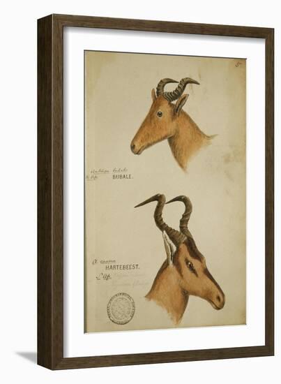 Two Antelope, C.1860-John Hanning Speke-Framed Giclee Print