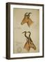 Two Antelope, C.1860-John Hanning Speke-Framed Giclee Print