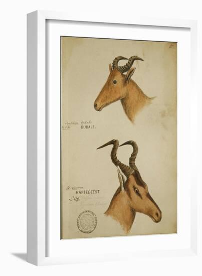 Two Antelope, C.1860-John Hanning Speke-Framed Giclee Print