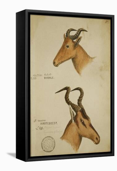 Two Antelope, C.1860-John Hanning Speke-Framed Stretched Canvas