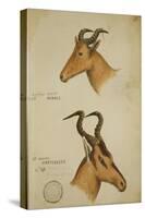 Two Antelope, C.1860-John Hanning Speke-Stretched Canvas