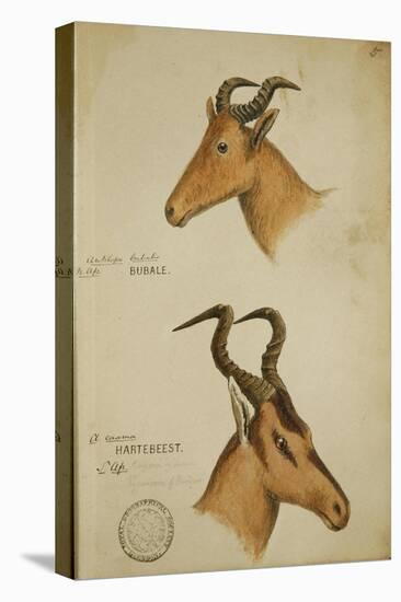 Two Antelope, C.1860-John Hanning Speke-Stretched Canvas