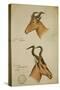Two Antelope, C.1860-John Hanning Speke-Stretched Canvas