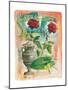 Two Antique Roses-Joadoor-Mounted Art Print