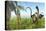 Two Apatosaurus Dinosaurs in a Lush Cretaceous Jungle-null-Stretched Canvas