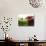 Two Apples-Gustavo Andrade-Photographic Print displayed on a wall