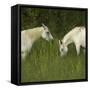 Two Arabian Mares Grazing in Tall Grass, Side View-Eastcott Momatiuk-Framed Stretched Canvas