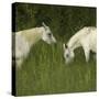 Two Arabian Mares Grazing in Tall Grass, Side View-Eastcott Momatiuk-Stretched Canvas