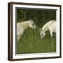 Two Arabian Mares Grazing in Tall Grass, Side View-Eastcott Momatiuk-Framed Photographic Print