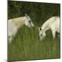 Two Arabian Mares Grazing in Tall Grass, Side View-Eastcott Momatiuk-Mounted Photographic Print