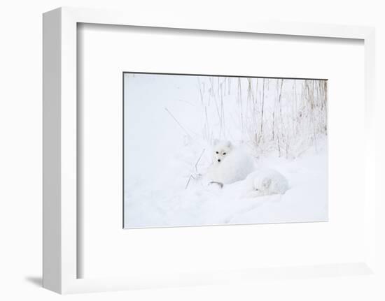 Two Arctic Foxes (Alopex lagopus) in snow, Churchill Wildlife Management Area, Churchill, Manito...-Panoramic Images-Framed Photographic Print